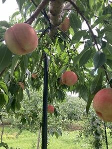 青森から減農薬桃白桃5キロ箱