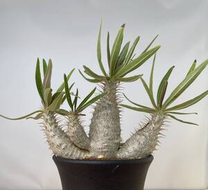 ★サマーキャンペーン★ Pachypodium Gracilius パキポディウム グラキリス 11