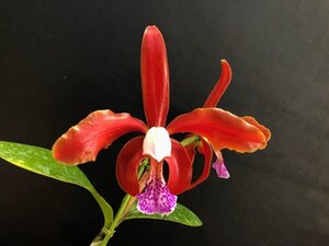 ★洋蘭★原種★カトレア★C. granulosa x sib (BurleMax Strain)★グラニューロッサ(ブーレマックス系)★赤系花を狙った国産実生★