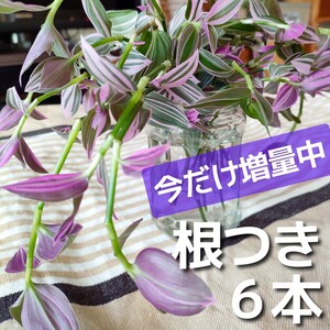 トラディスカンティアラベンダー 根つき 6本 斑入り 抜き苗 ハンギングプランター トラディスカンチア
