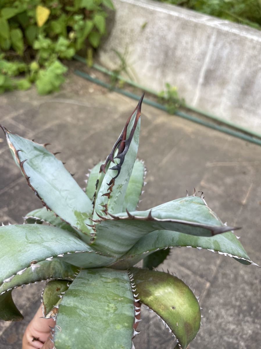発根済み 台湾輸入 チタノタ 霸王竜 アガベ 植物/観葉植物 絶妙なデザイン - www.iraidaarseni.com 発根済み 台湾輸入 チタノタ 霸王竜 アガベ 植物/観葉植物 絶妙なデザイン - www.iraidaarseni.com