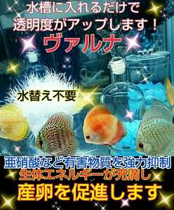 ディスカスの飼育者絶賛！【ヴァルナ23センチ】有害物質を強力抑制！病原菌や感染症を防ぎ透明度が抜群に☆水槽に入れるだけ！水替え不要に