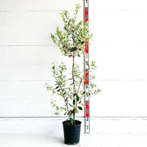 フェイジョア　アポロ　約:140cm 大実　強健　常緑樹　ポット　パイナップル　520188