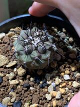 サボテン 黒王丸　コピアポア　サボテン copiapoa cinerea コーデックス 多肉植物 ギムノカリキウム _画像3