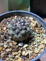 サボテン 黒王丸　コピアポア　サボテン copiapoa cinerea コーデックス 多肉植物 ギムノカリキウム _画像4