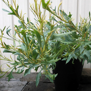 【グレビレア・シナフィー*Grevillea synaphea】5号 写真の現物をお送りします
