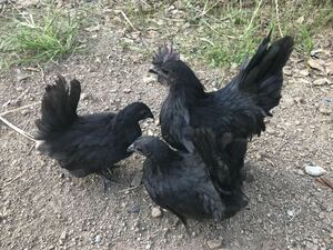 真黒矮鶏 有精卵 5個