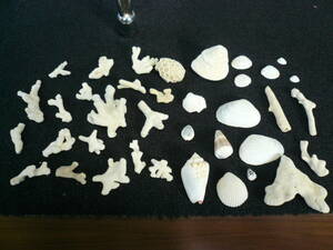 珊瑚 サンゴ かけら 欠片 白 貝殻 貝 微小貝 標本 ハンドメイド 材料 工作 標本 天然 アクセサリー リース インテリア コレクション