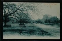 13483 戦前 絵葉書 東京 植物園 Botanic Gardens, Tokyo 1915年の書き込み有り 表裏用紙に剥離あり_画像1