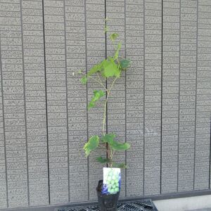 ぶどう 苗木 苗 「シャインマスカット 挿木苗 3株まとめて」 15.0cmロングポット 樹高約50〜70cm ブドウ 葡萄 果樹苗 実のなる木 つる性