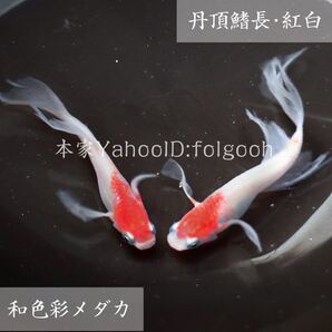 【和色彩メダカ】振袖紅白(ヒレ長めだか) の 有精卵 12個 +α(保証分)