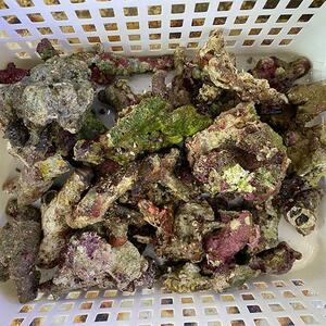 【サンプル】ライブロック破片 1kg(B-4949) 海水魚 サンゴ 生体