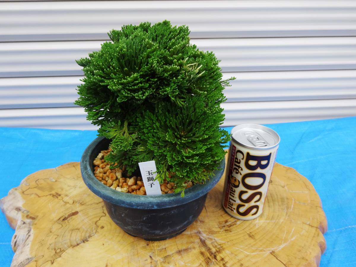 玉獅子 岩松 巻柏 古典園芸植物 盆栽 30年物 イワヒバ 銘品 Www Hitssolutions Com