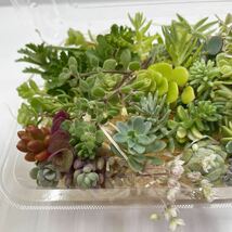 100円～「多肉植物カット苗(セダム)バラエティセット」お得です！寄せ植えに♪成長期＊初心者の方へも＊匿名発送可(*´∀｀*)_画像3