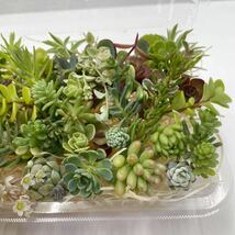 100円～「多肉植物カット苗(セダム)バラエティセット」お得です！寄せ植えに♪成長期＊初心者の方へも＊匿名発送可(*´∀｀*)_画像4