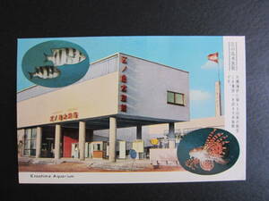 江ノ島水族館■Enoshima Aquarium■えのすい■昭和30年頃■片瀬海岸■湘南■絵葉書