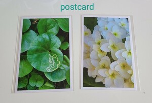 ポストカード* 葉 紫陽花* ハンドメイドハガキ 写真 インテリア