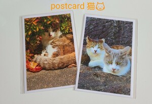 ポストカード* 猫* ハンドメイドハガキ 写真 インテリア