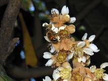 ☆日本蜜蜂巣蜜・すみつ・コムハニ－・蜂蜜ハチミツ・500ｇ☆_画像9