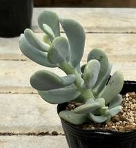 セダム　Sedum allantoides ’Goldii’_画像3