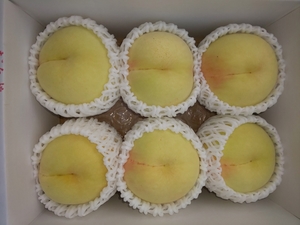 岡山の桃　　ご家庭用　「白桃」　 約2㎏　　６～９玉