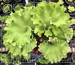 P.ridleyi 'Monkey King'③ @bikamori.com ビカクシダ リドレイ モンキーキング