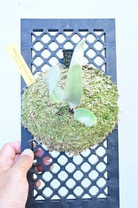 P.willinckii 'Celso Tatsuta' @bikamori.com ビカクシダ ウィリンキー セルソ タツタ