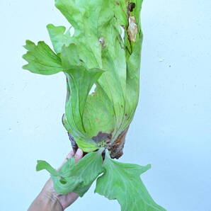 P.wallichii wild② @bikamori.com ビカクシダ ワリチー