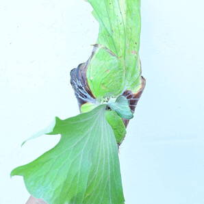 P.wallichii wild③ @bikamori.com ビカクシダ ワリチー