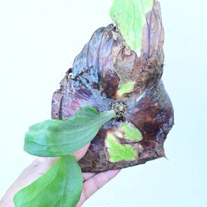 P.wallichii wild⑤ @bikamori.com ビカクシダ ワリチー
