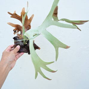 P.willinckii wild Java @bikamori.com ビカクシダ ウィリンキー