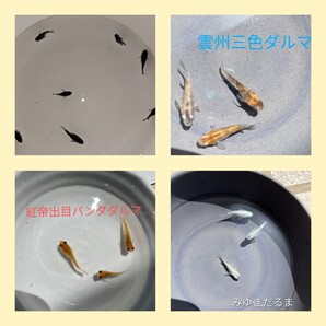 ダルマセット 30+@