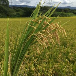 令和３年産新潟県産コシヒカリ減農薬 玄米２０KGその2
