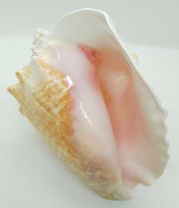 ★送料無料★ コンク貝 (Conch shell)
