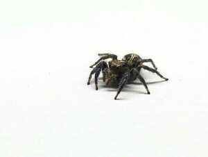 【ハエトリグモ 7匹セット】Plexippus paykulli 害虫 退治 ゴキブリ 対策 タランチュラ 蜘蛛 奇蟲 サソリ ムカデ ペット クモ 自由研究