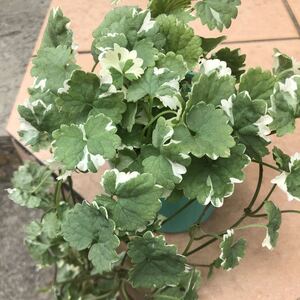 グレコマ 切り苗 5本 グランドカバー 斑入り インテリア 寄植え 庭 ハンギング 苗 観葉植物 下草