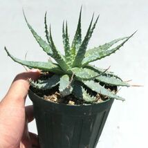 アロエ・プラテンシス（Aloe pratensis）　子株_画像6