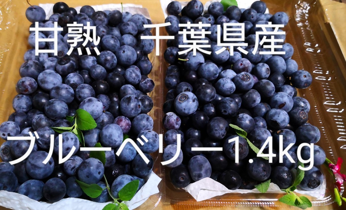 激安セール】 ブルーベリー 700g 千葉県産 甘熟 生ブルーベリー 栽培期間中農薬不使用 冷凍ブルーベリー1.4kg