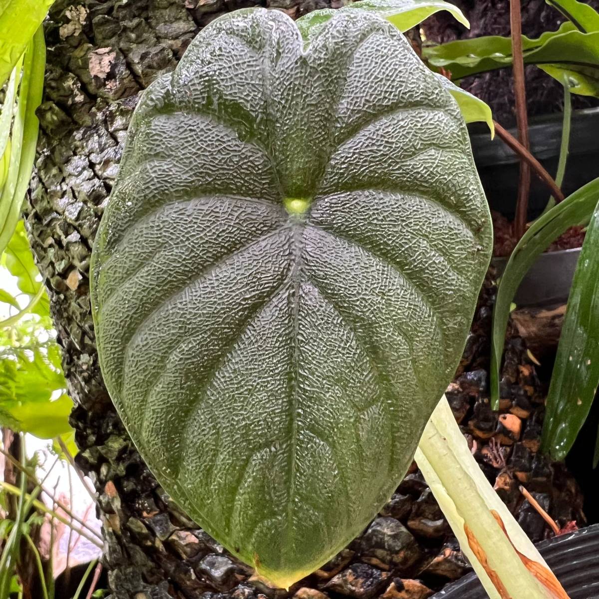 ヤフオク! -「アロカシア メロ」(観葉植物) の落札相場・落札価格