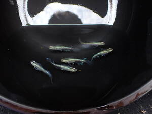 【死着保証あり】森の妖精（緑光ヒレ長）　幼魚１０匹（1.2 ～ 1.5ｃｍくらい）写真は親魚です。今回は幼魚の販売です　松井 ヒレ長 緑光