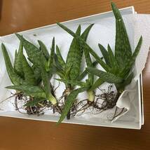 アロエベラ アロエ ベラ 無農薬 多肉植物 抜き苗 苗 株_画像4