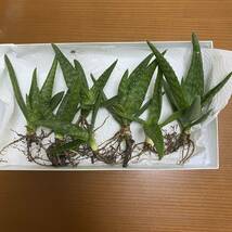 アロエベラ アロエ ベラ 無農薬 多肉植物 抜き苗 苗 株_画像2