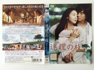 B00624　R中古DVD　連理の枝　チェ・ジウ　ケースなし(ゆうメール送料10枚まで180円)