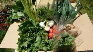 野菜詰め合わせ 高原野菜 農薬不使用 新鮮野菜