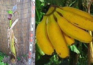 2 九州バナナ 【 特選耐寒バナナ 】国産バナナを自宅で栽培！