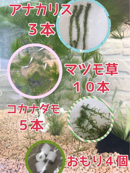 アナカリス３本　マツモ草１０本　コカナダモ５本 おもり４個セット　メダカの飼育に　水入れ発送　水草　