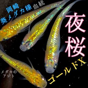 夜桜ゴールドX 岡崎葵メダカ 様血統 強ラメ 有精卵20個+@ 5個 25個 めだか メダカ 卵