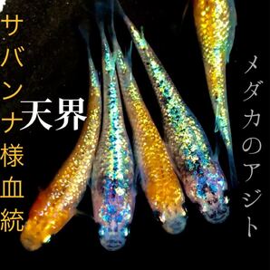 天界 サファイア系 サバンナ 様血統 有精卵20個+@ 5個 25個 天界サファイア系 めだか メダカ 卵