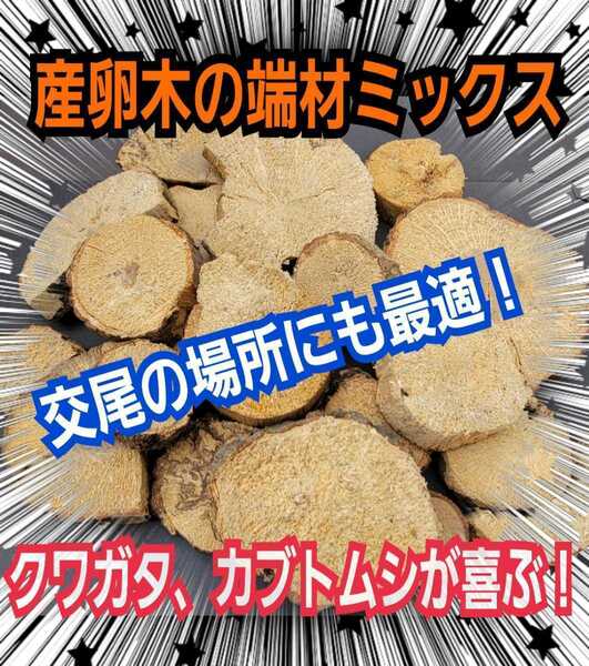 交尾の場所に最適!クヌギ・ナラの産卵木の端材【5~6個】クワガタ、カブトムシの足場、隠れ家、とまり木、転倒防止、ディスプレイにも抜群