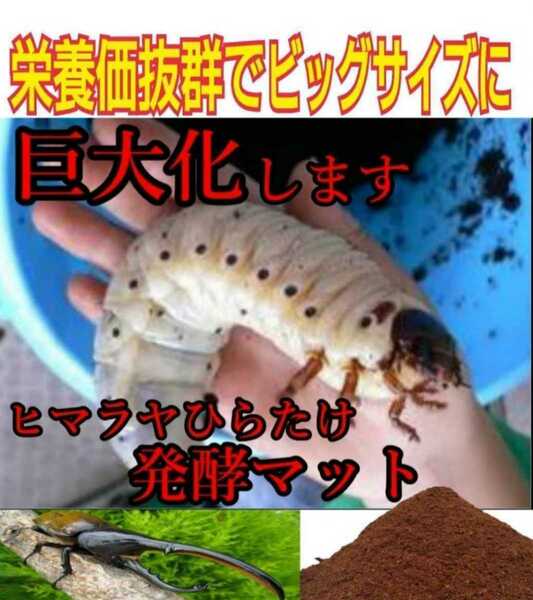 【改良版】雑虫の混入全くなし！カブトムシ幼虫が丸々太ります！ヒマラヤひらたけ発酵マット【30L】栄養添加剤入り！幼虫の餌・産卵に抜群